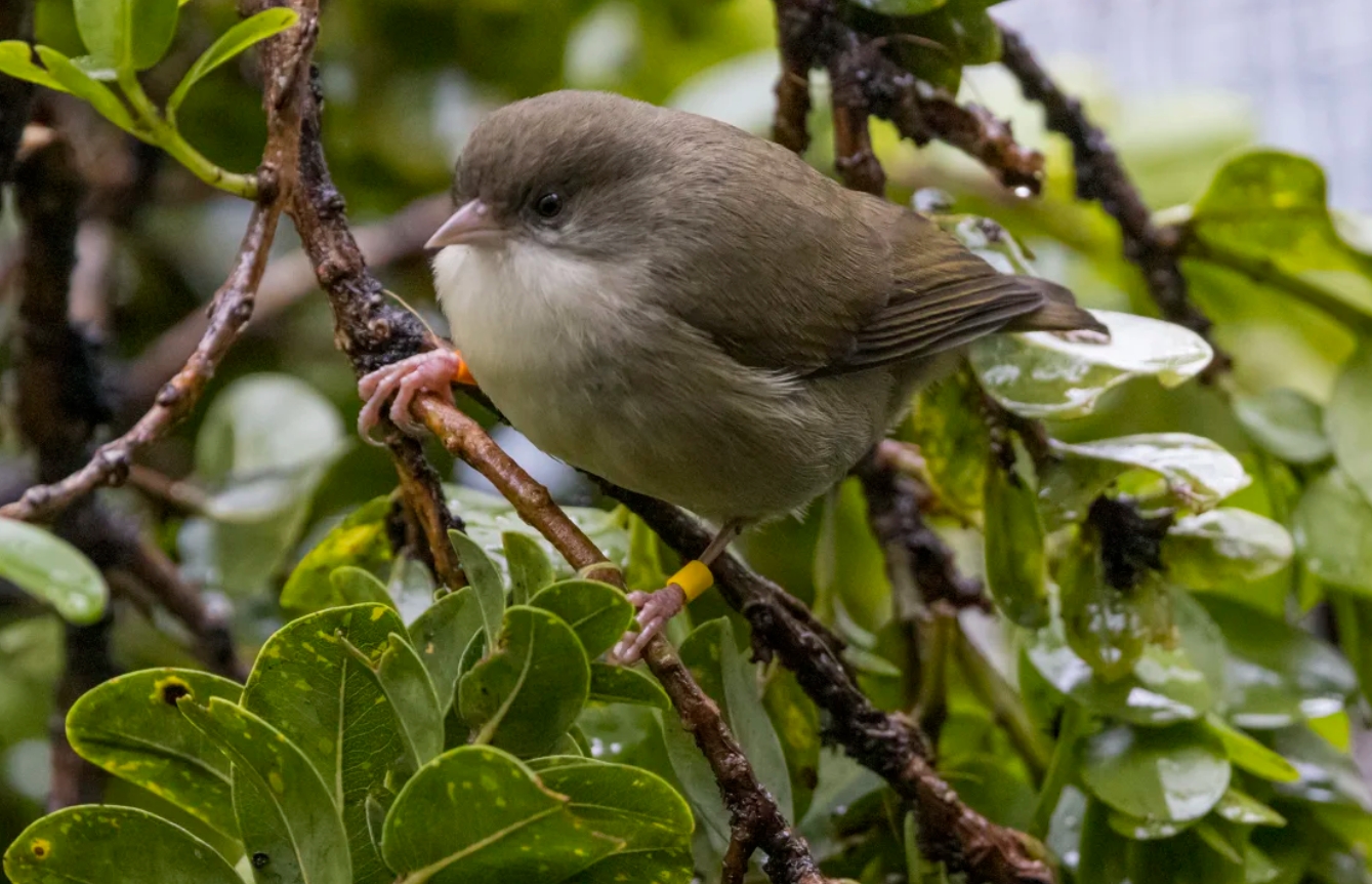 Rare bird species teeters on brink of extinction with only 5 remaining